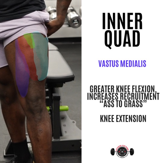 diagram showing the inner quad muscle group
