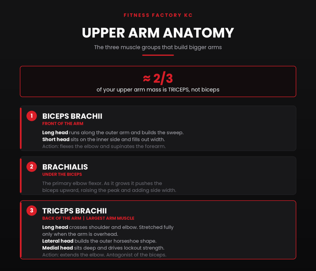 The Arm Anatomy