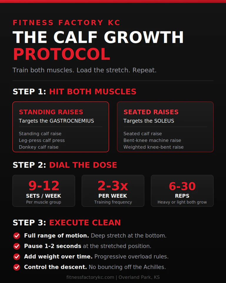Steps to grow stubborn calves