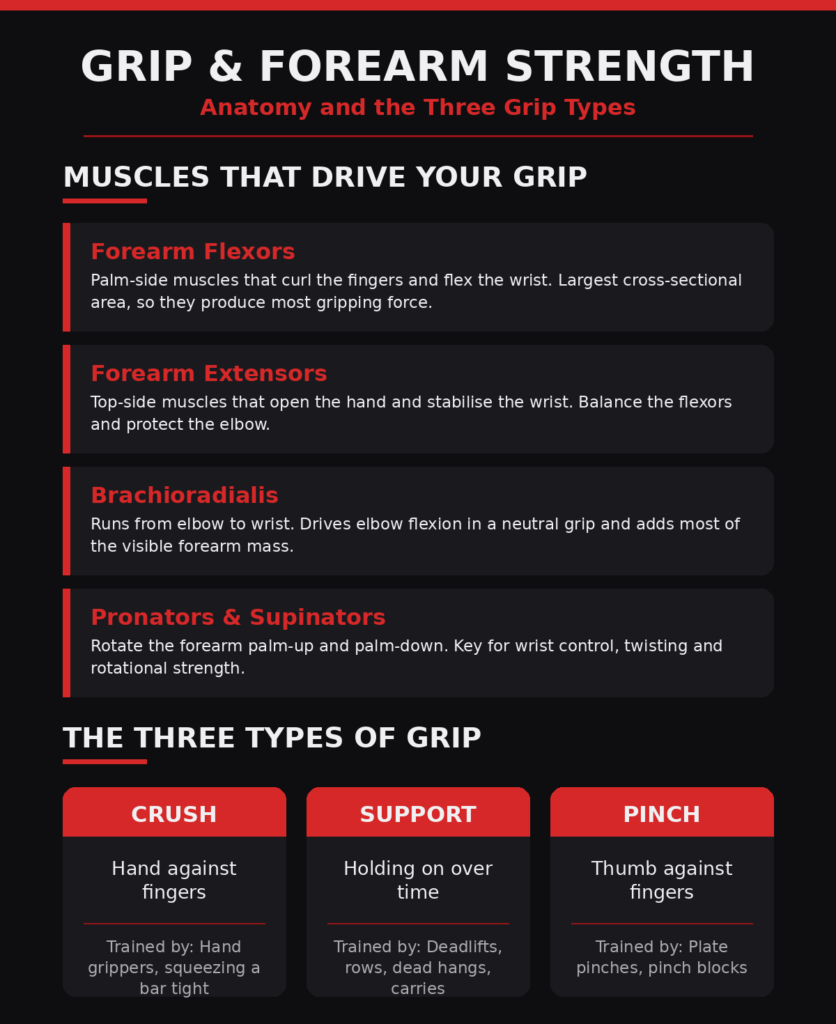 Grip and Forearm Strength Training